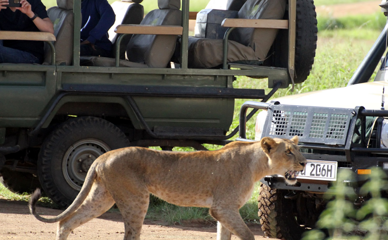 Private Safaris