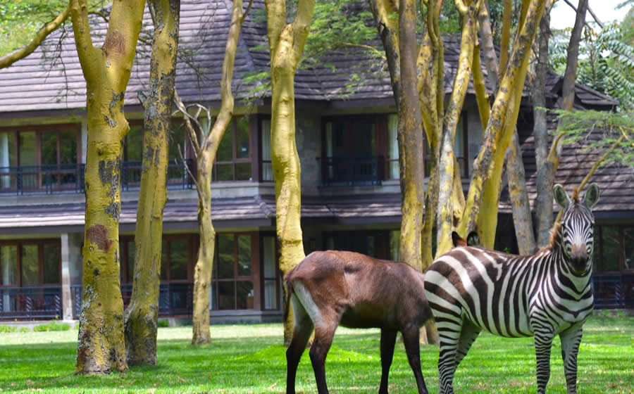 Lake Naivasha Simba Lodge