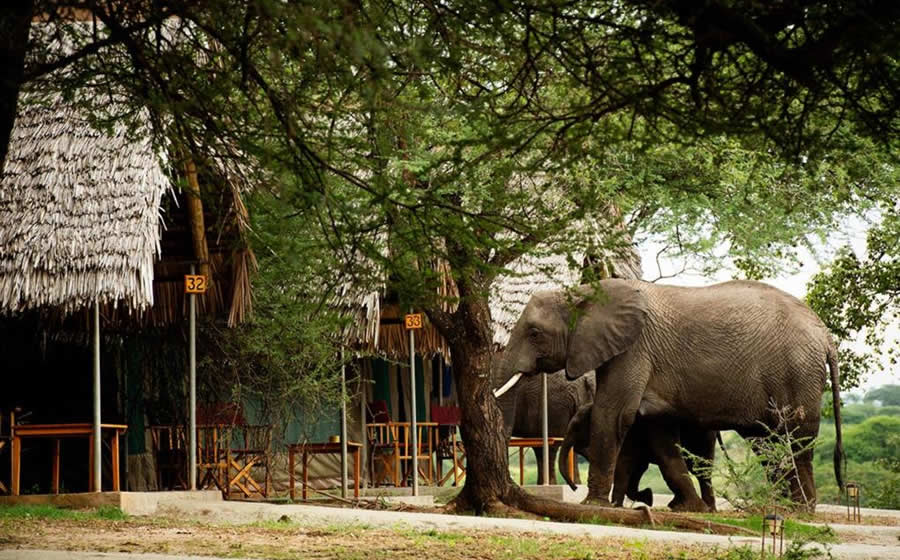 Tarangire Safari Lodge