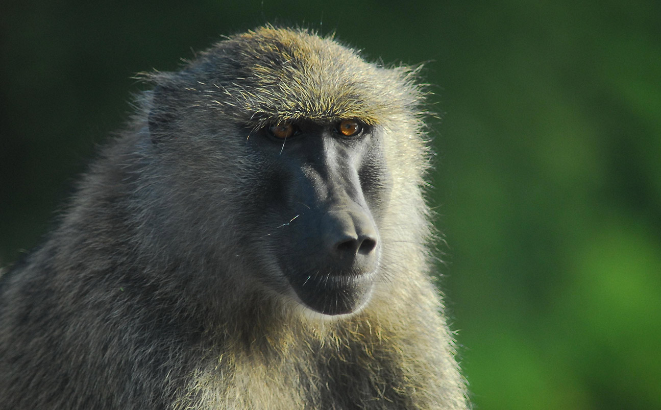 Lake Manyara National Park