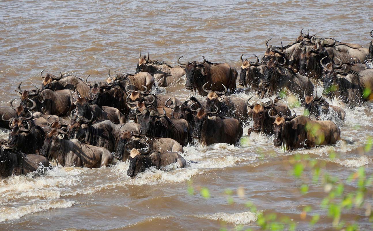 Maasai Mara Game Reserve