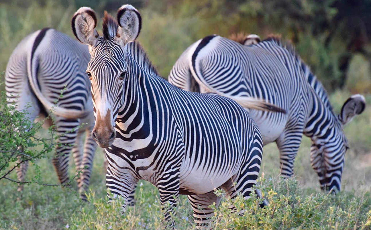 Meru National Park