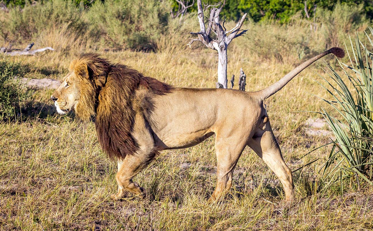 Mikumi National Park