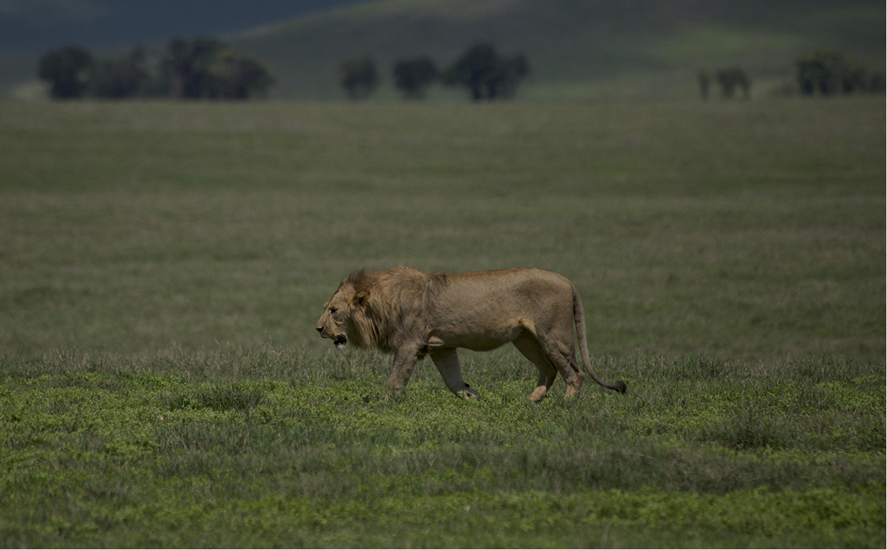 Ngorongoro Crater