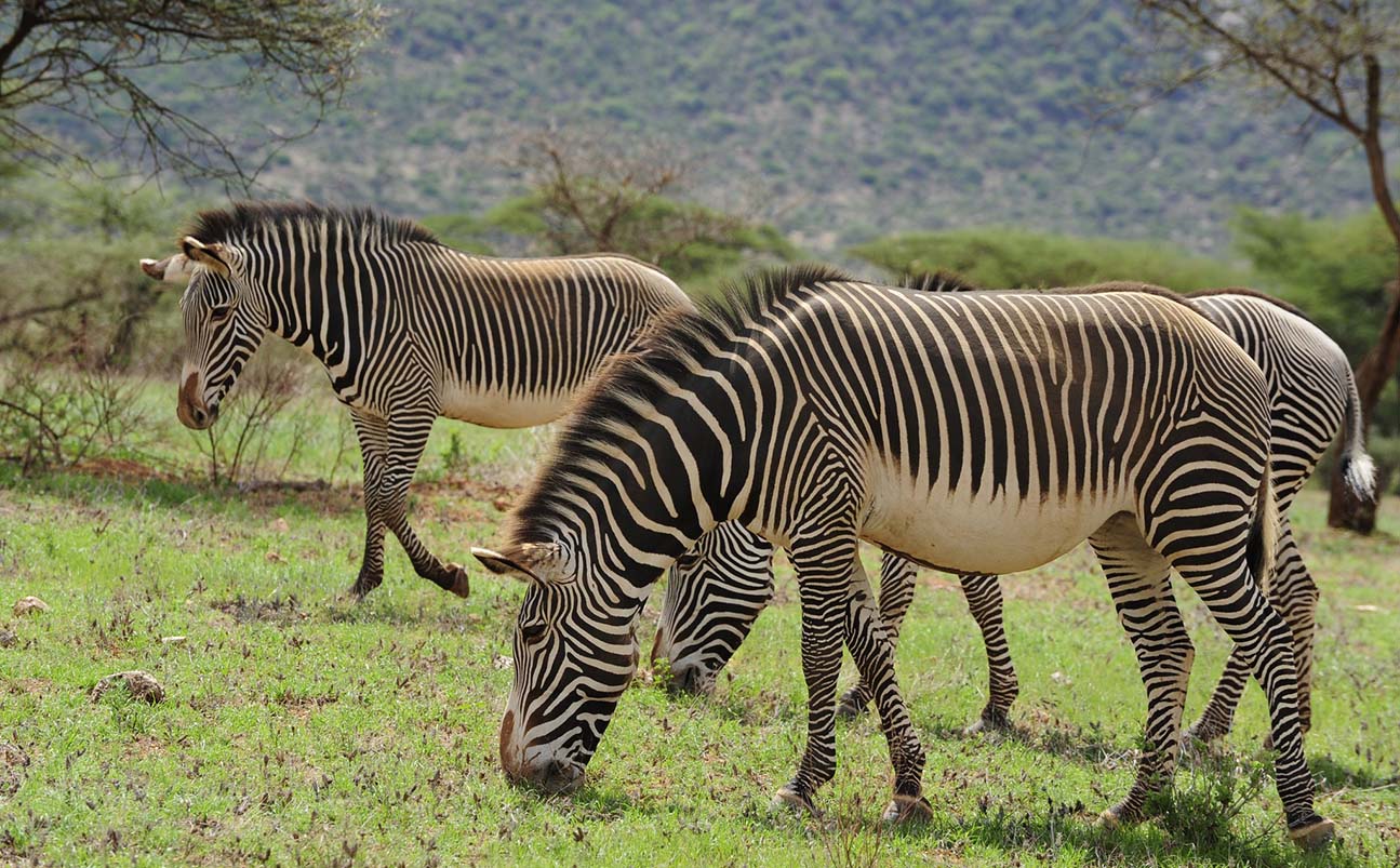 Samburu National Reserve