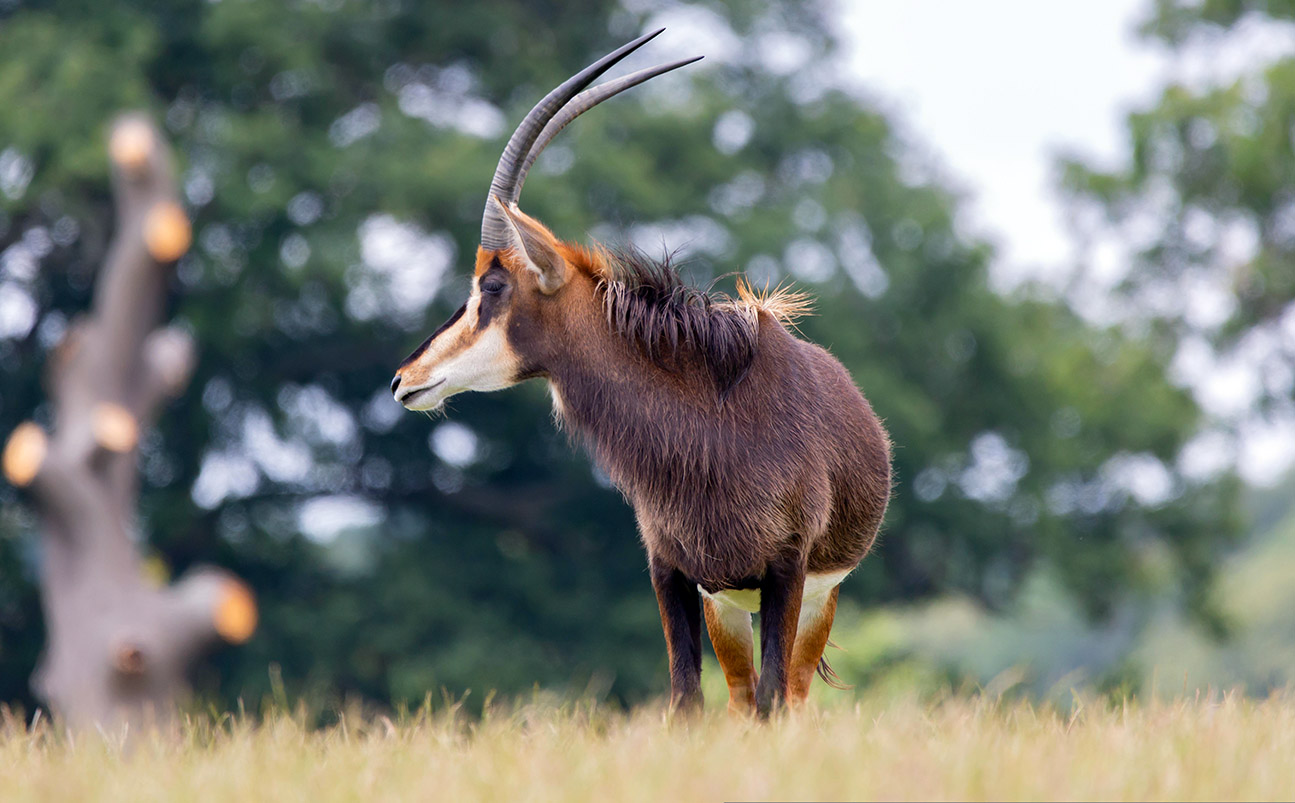 Shimba Hills National Park