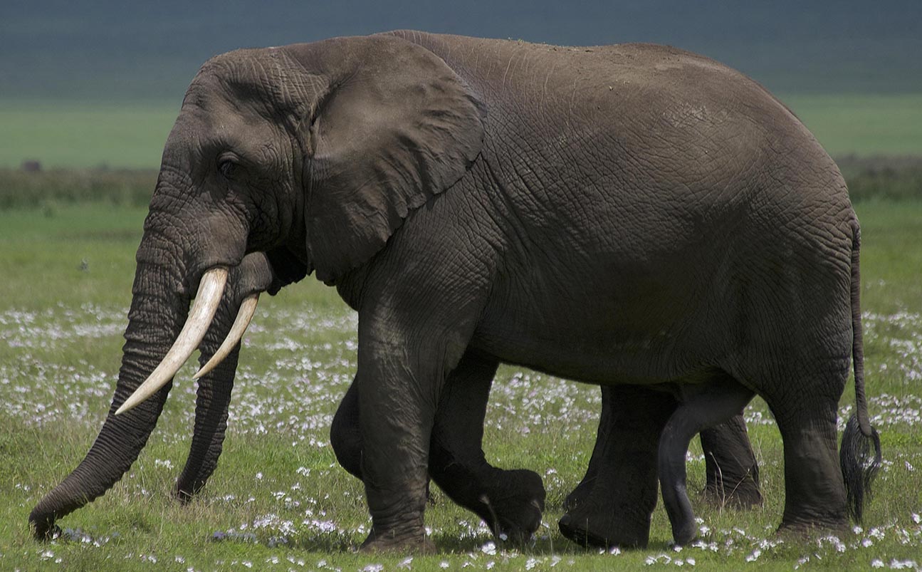 Tarangire National Park