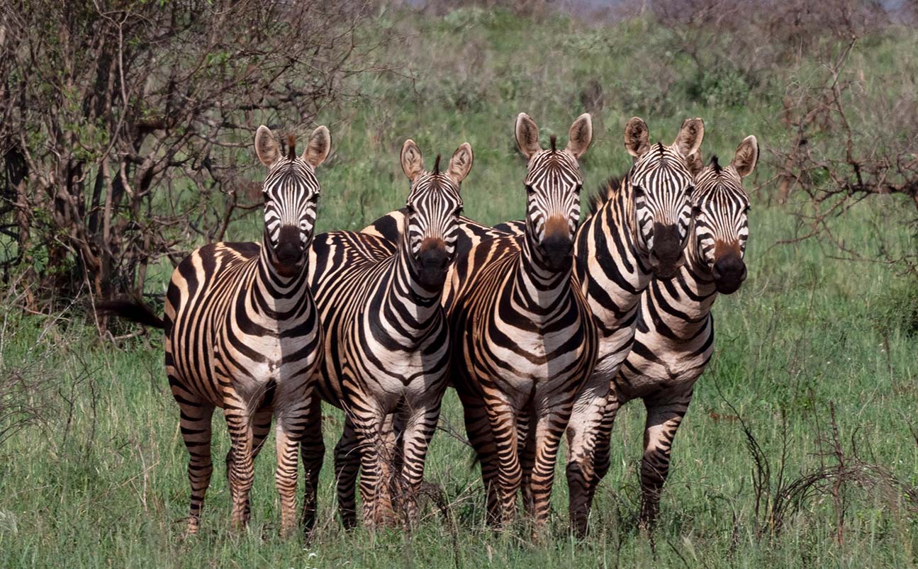 Tsavo West National Park