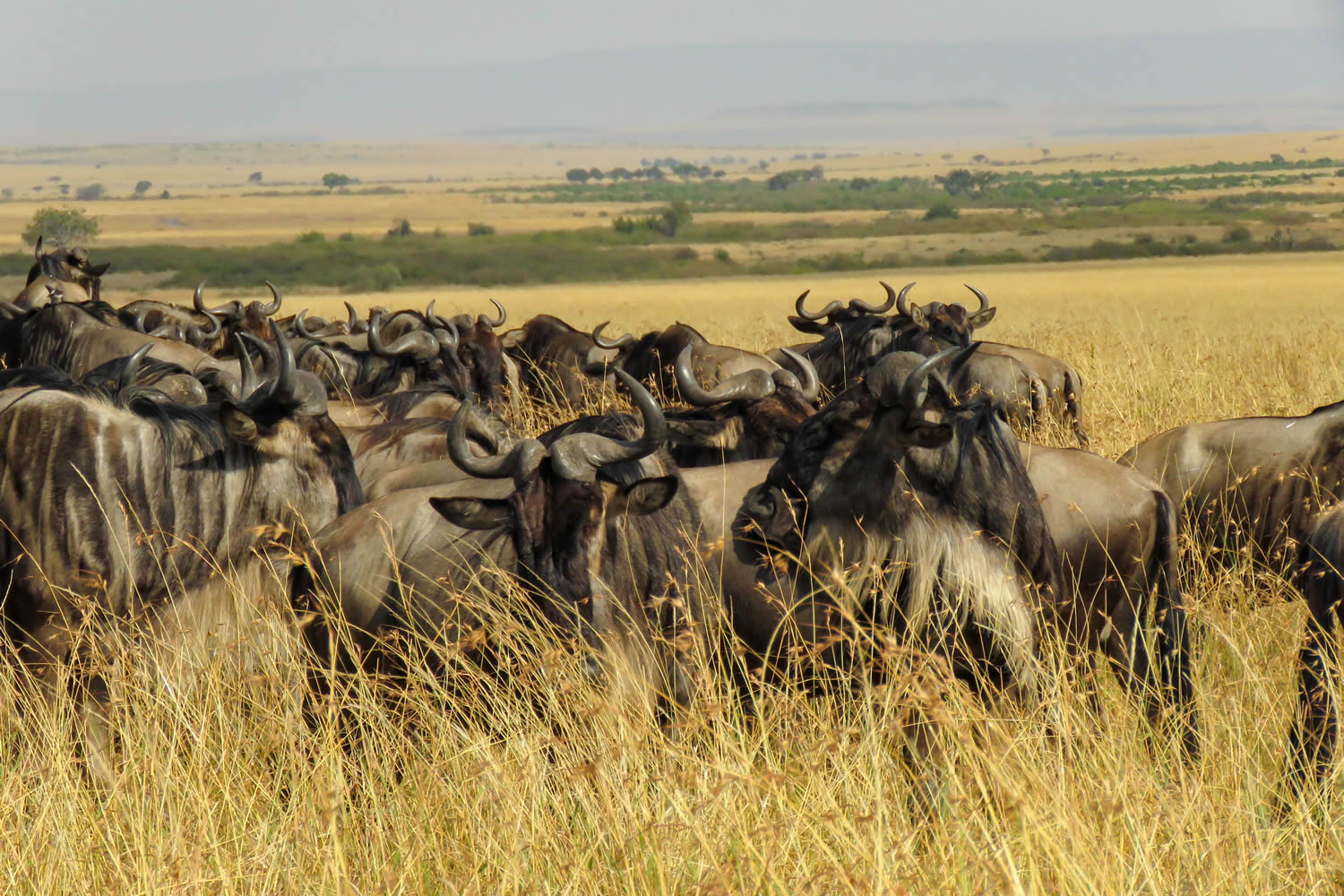 3 Days | Mara North (Fly - in)