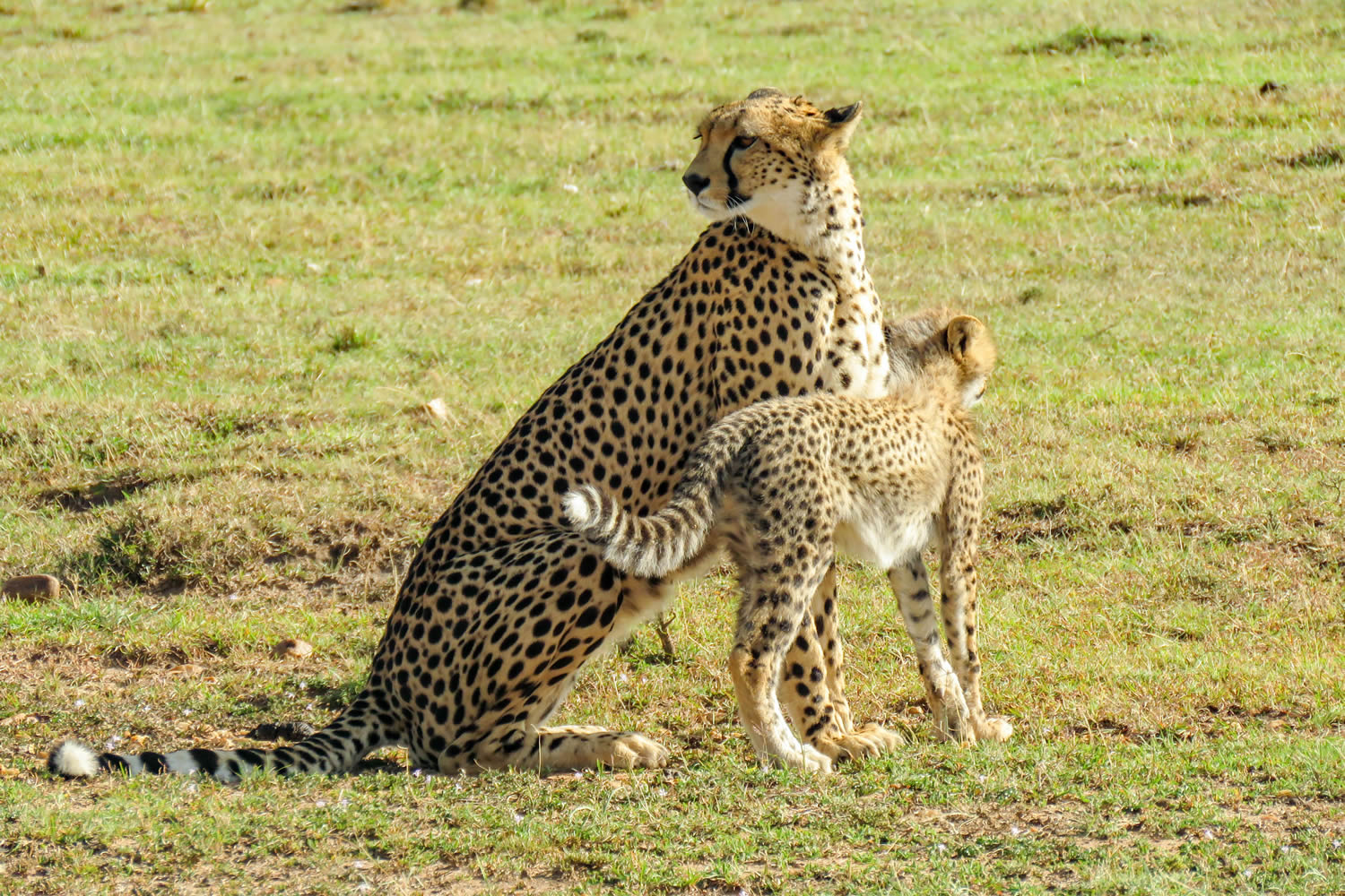 Amboseli & Tsavo west Tour