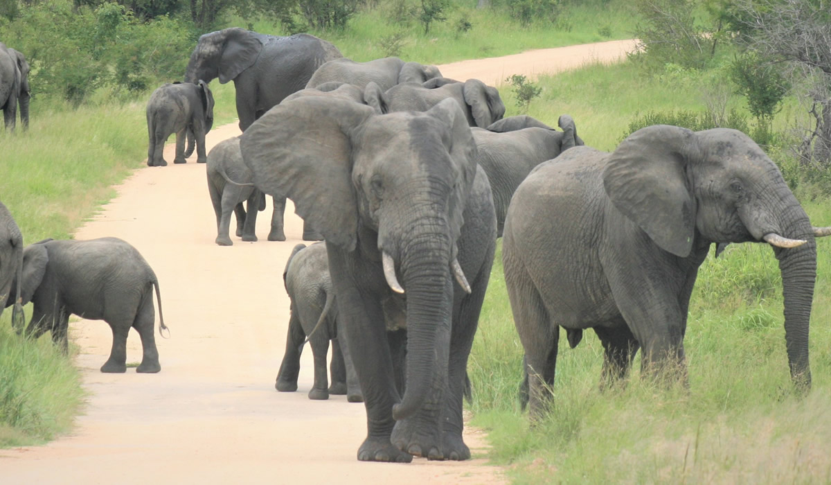 Amboseli Safari