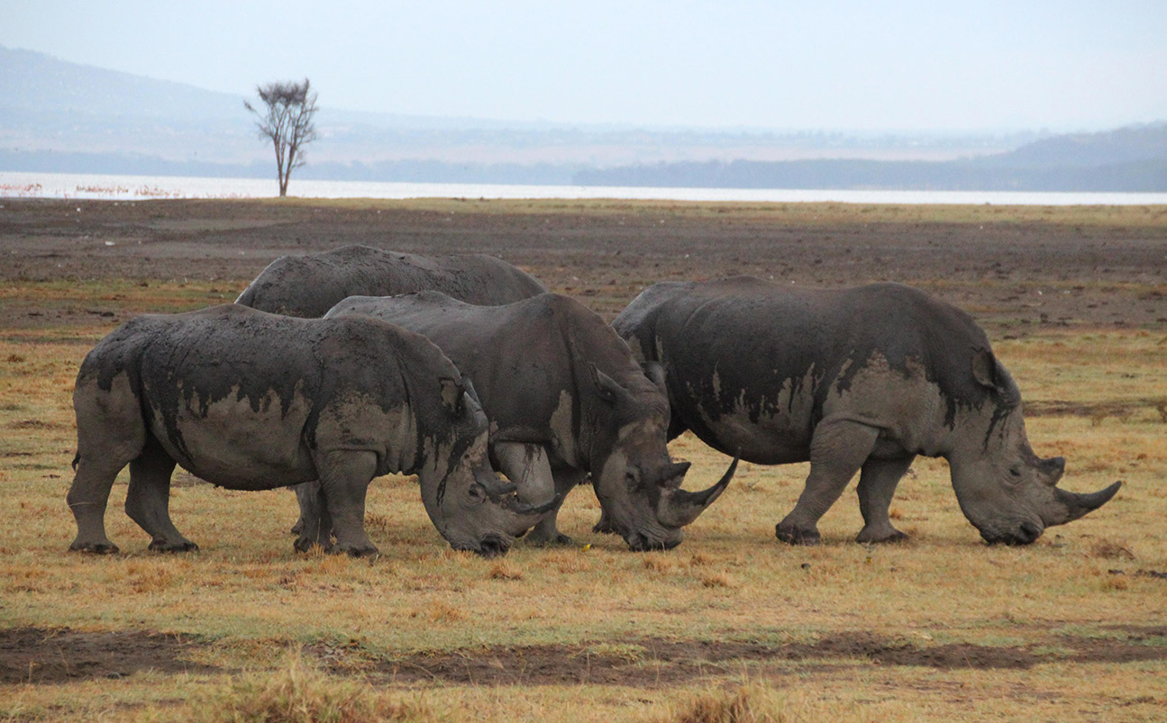 Lake Nakuru & Lake Naivasha Safari