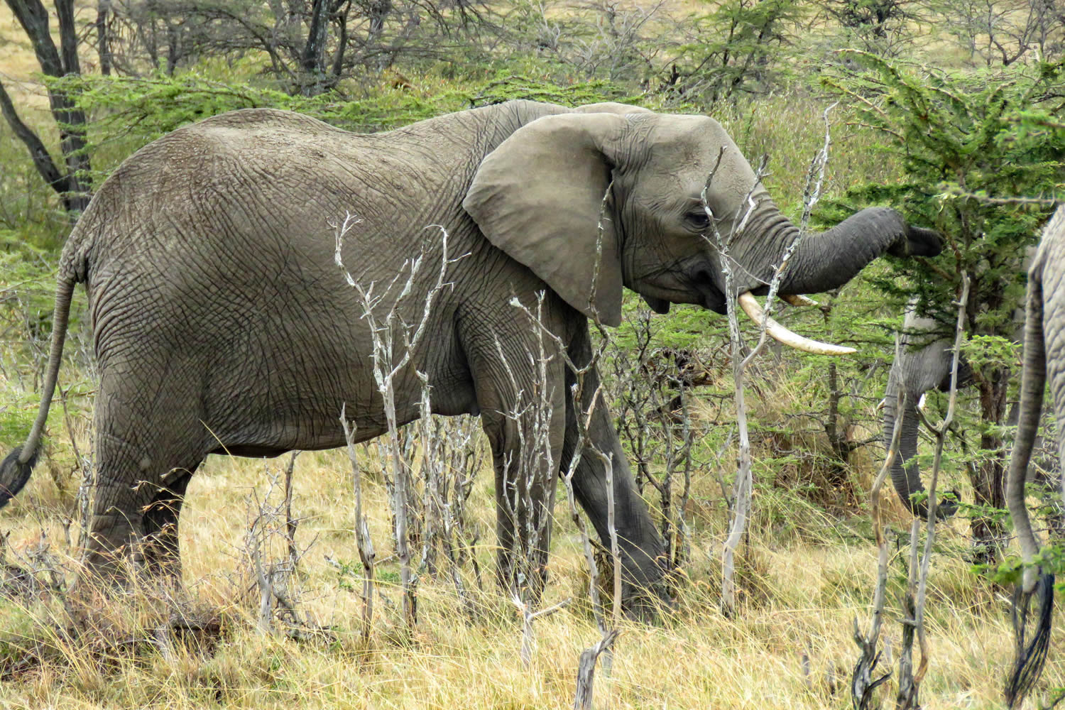  Maasai Mara and Lake Naivasha