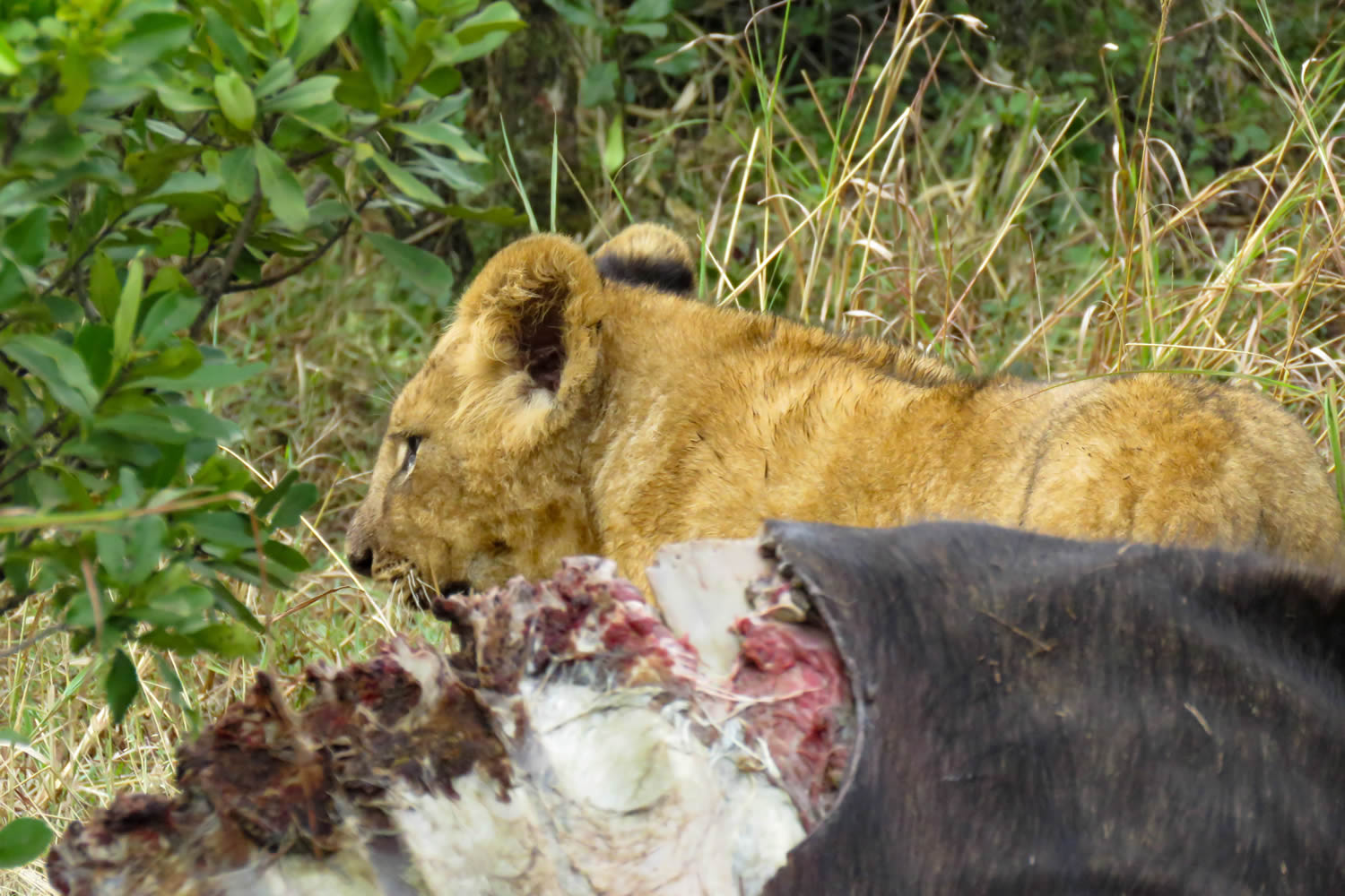 Olpejeta Conservancy (Sweet waters) Safari