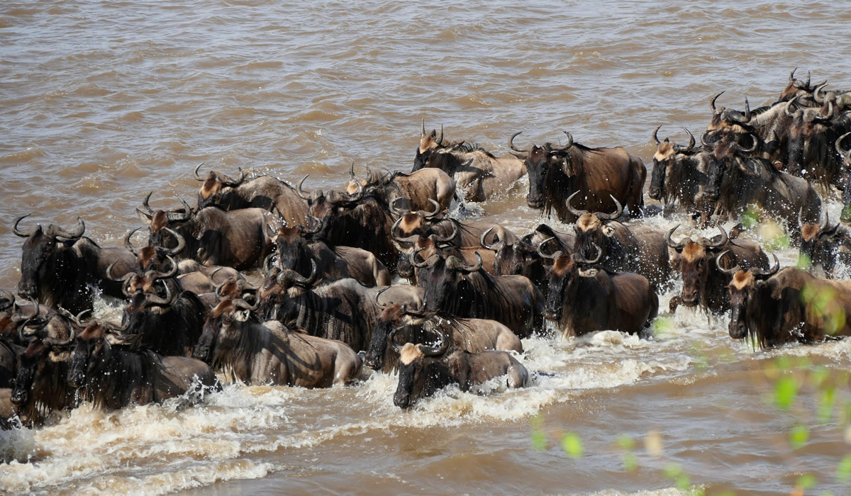 Lake Naivasha and Amboseli