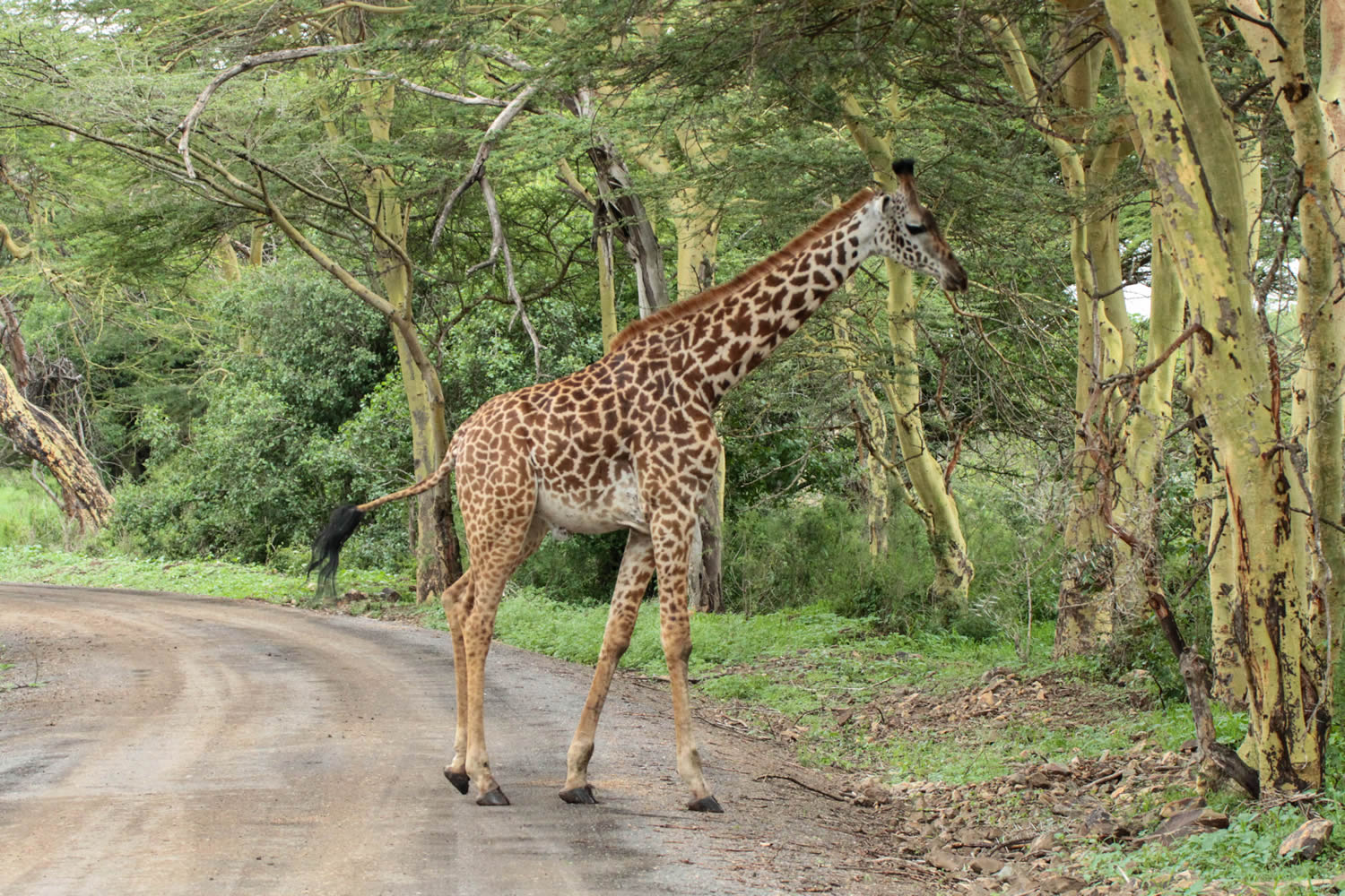  Maasai Mara Lake Naivasha and Amboseli